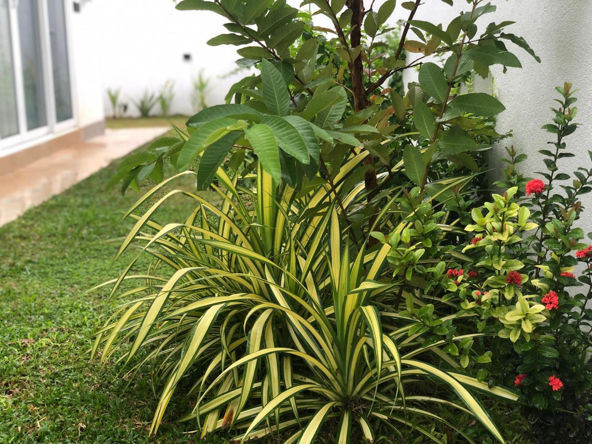 Apartment Luvi's Galle